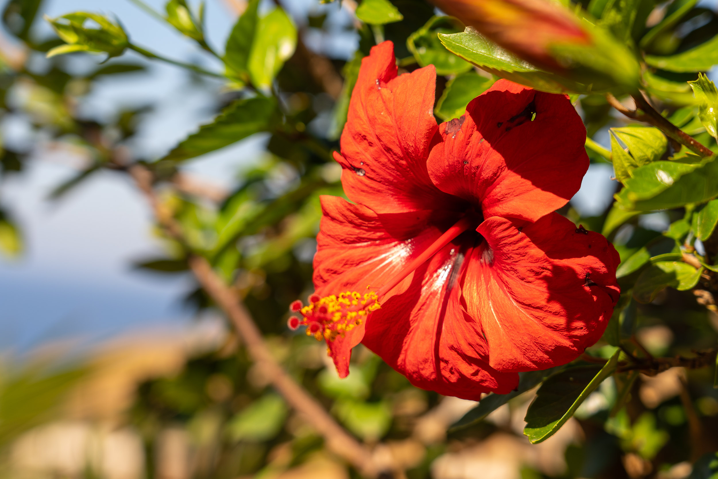 Bloem hibiscus